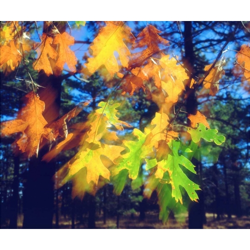 California, Black Oak Leaves blowing in the Wind
